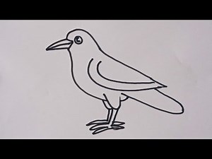 How to draw a Crow step by step / Crow outline drawing / Crow bird drawing