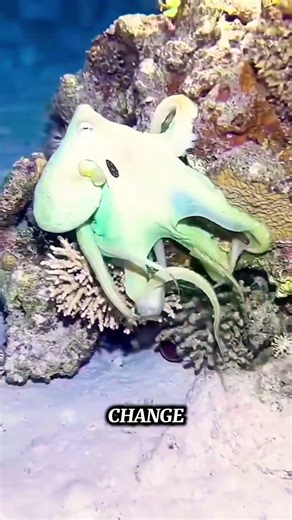 The Alien-Looking Creature on Earth | Octopus Wild Facts #wildlife #alien #ocean #facts #foryou