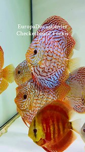 Europa Discus Center - [ ] https://europadiscuscenter.de/stockliste/?v=3a52f3c22ed6Europa Discus CenterEuropa Discus Center GbRRudolf WagnerMittelwiese 18,55299, Nackenheimwagner@europadiscuscenter.de | EuropaDiscusCenter
