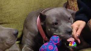 Pit Bull Advocate: Dogfighting pit bulls can be adoptable