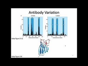 Immunology Fall 2021: Lecture 9 Antibody Structure and Function