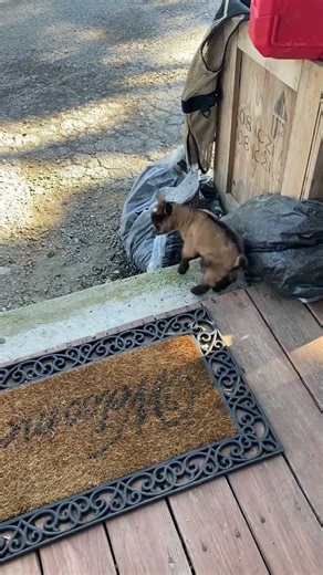 This GOAT is CRAZY- TOO CUTE!