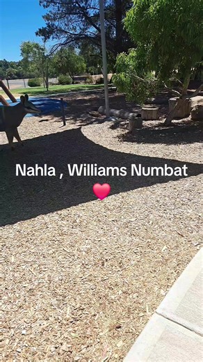 Williams Numbat 'Nahla' #be_real_be_you🔥 #williams #native #numbat ❤️