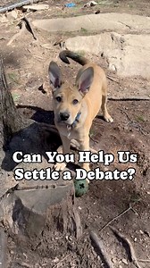 6.7K views · 161 reactions | Must be wabbit season! These two 3.5...