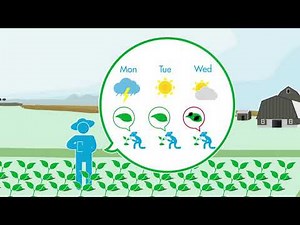 El Manejo Integrado de Plagas (MIP) - un "G.A.P. en Acción" vídeo