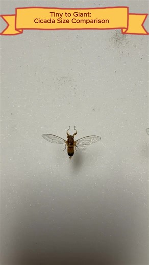 Tiny to Giant: Cicada Size Comparison | YoungJune Lee