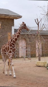 It’s been a busy month at the Zoo! 🦒 Reticulated giraffe, Nuru, arrived for a city break 🦥 Baby sloth, Nova, showed love for mum ahead of Mother’s Day 🧭 We launched our Time Traveller’s Guide to London Zoo 🥚 We’re getting ready for our Easter egg trail with a difference! Will you make it to the secret golden egg?! Don’t miss out on all the fun, book your Zoo tickets now: http://ow.ly/Gtmg50NvFJ3 We’re a part of global conservation charity ZSL and every Zoo visit supports our vital conservati