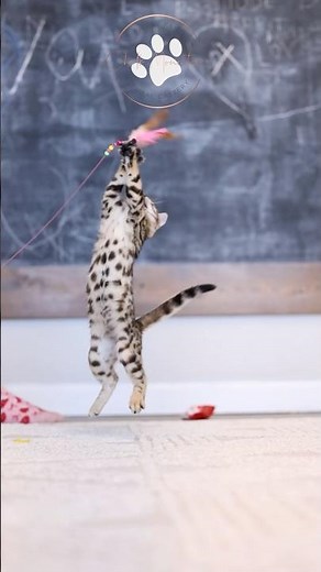 Kpop kittens - Adorable Bengal Kittens Playtime! Healthy & Sweet Family Pets from Top USA Cattery