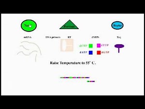 Reverse Transcriptase PCR