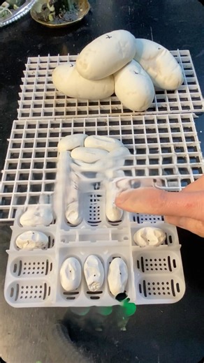 Three snake egg species on display
