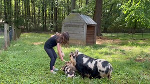 13K views · 1.4K reactions | Patty and her piglets are so cute! When they arrived the piglets were shy. Now they can’t wait for snacks! | The Tucker Farm | Facebook