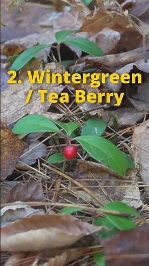 4 Wild Herbs you can Forage in the Winter!