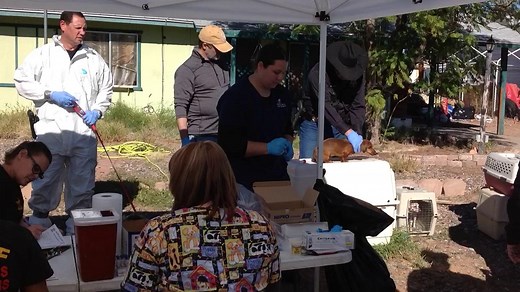 MCSO animal-cruelty investigation in east Mesa