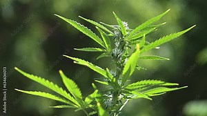 Closeup of young flowering cannabis indica sativa female bud. Trichomes and hairs of marijuana bud flower. Medical cannabis growing. UHD 4k video