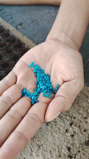 Haciendo almacigo de chile o pimiento | Todo sobre huertos