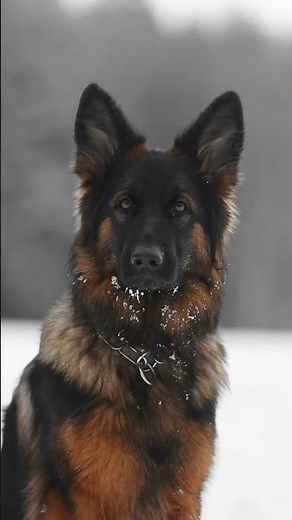 La différence entre un Malinois et un Berger allemand. #animals #animalshorts #pets #dogshorts #dog