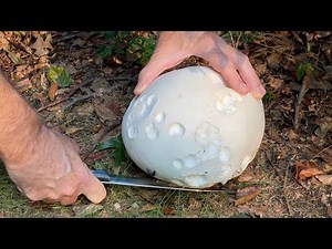 Sauteed Giant Puffball Mushroom