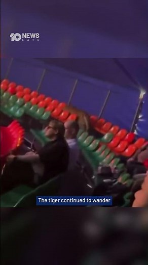 Tiger Leaps Into Crowd At Russian Circus | 10 News