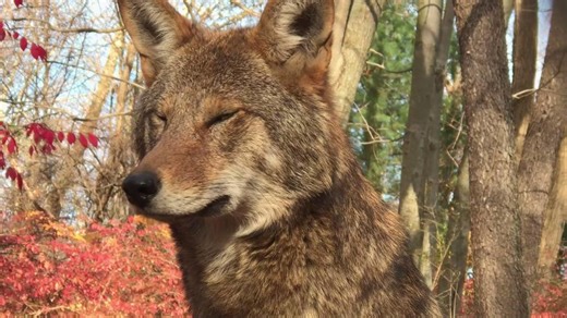 One of the biggest challenges to red wolf recovery is misinformation, especially the belief that people don’t want red wolves back. But new research tells a different story. A new study by Drs. Ben Ghasemi and Jeremey Bruskotter in collaboration with WCC's senior research scientist, Dr. Joseph Hinton, found that people living in areas where red wolves once roamed actually support their return and believe they bring both ecological and societal benefits. The U.S. Fish and Wildlife Service’s updat