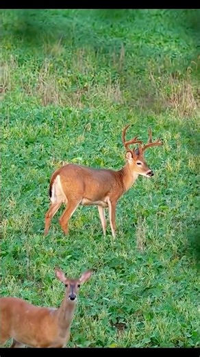 CRAZY Deer Hunting Shot 😱 | Perfect Aim 🎯 #deerhunting #hunting #viralvideo #trending #huntinglife