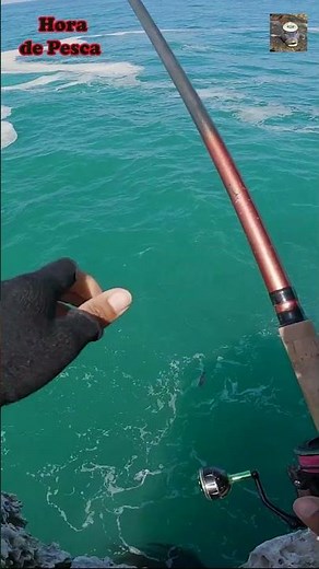 Así se pesca cabrilla desde altura con señuelo. #pesca #fishing #fish