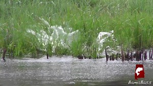 9.3K views · 204 reactions | Mini Shark Week continues with.... The Land Shark! | BamaBass | Facebook