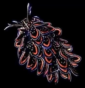 Cyerce nigricans is a species of sacoglossan sea slug, a shell-less marine opisthobranch gastropod mollusk in the family Caliphyllidae. This species occurs in the Pacific Ocean and the Indian Ocean. ♛~SL~♛ | Underwater World Of Secret Wonders