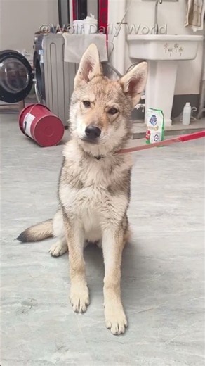 Tiny Wolf Pups’ First Howl🐺 #wolf #greywolf #wolfpack #wolfdog #shorts