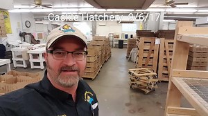 22K views · 73 shares | French black copper Marans regularly $8, today only $3 each. We also have Hatchery choice female baby chicks on sale today for $1.75 each. Call 417 532 4581 before 4pm Central Time. | Cackle Hatchery | Facebook