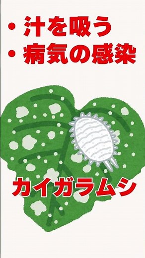 [Scale Insect Outbreak] How to get rid of scale insects! Gardening pest control #shorts #pestcont...
