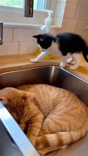 Kitten Pulls Off Ultimate Sink Prank!