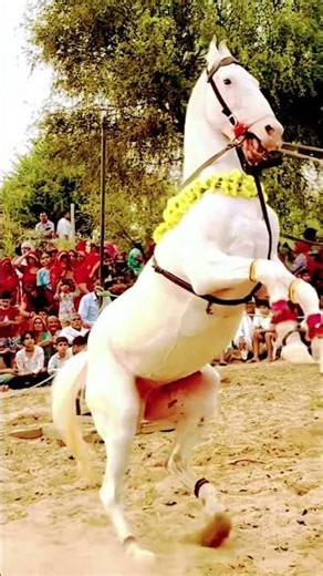 Amazing horse dance skills