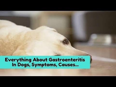 Everything About Gastroenteritis In Dogs, Symptoms, Causes and Recommendations