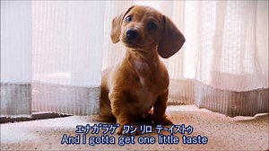 Sugar★シュガーをカタカナで歌ってみよう～マルーン5～