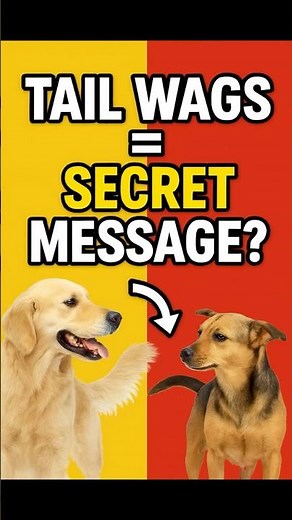 Why Dogs Wag Their Tails Differently | Dog Tail Language Explained