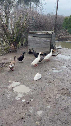 Runner Ducks relax
