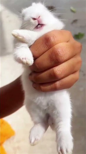 You won’t believe the sound this rabbit makes! 🐰😱 #shorts #uk #ukmemes