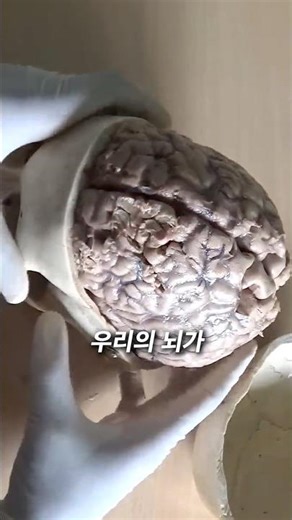 This is what happens to your brain when you take creatine.