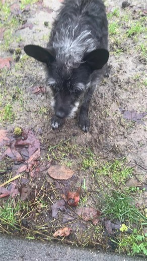 Mini schnauzer Jackie gotta get a little ball throws before it starts raining again #minischnauzersoftiktok #miniscnhauzer #humboldt #storm
