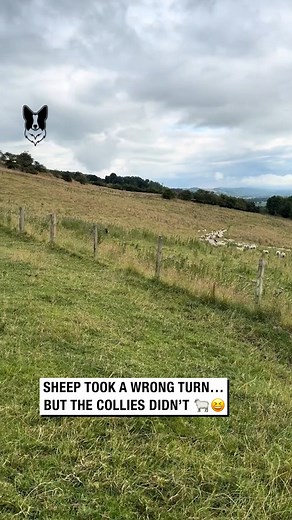 Sheep Took a Wrong Turn… the Collies Didn’t 🐑😆 | Sean The Sheepman