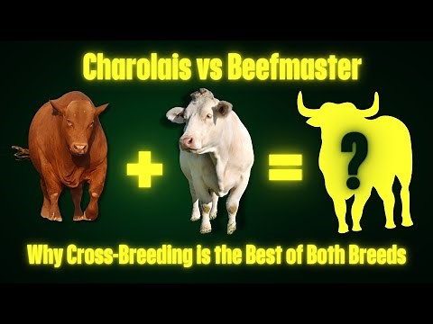 Charolais vs Beefmaster | Boost Your Herd with This One Simple Cross-Breeding Strategy