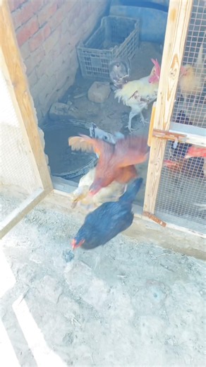 All My Desi Roosters & Hens Are Finally Free! 😍🐓 #chicken