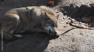 Wolves in autumn, the behavior of isolated wolves in the forest, videos filmed with video denoiser