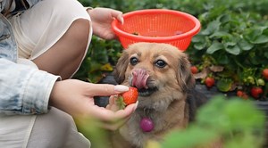 5.9K reactions · 143 shares | As Chinese holiday-makers grab their...