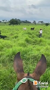 Peão de campo devia serem mais valorizados por que a luta deles não é, fácil não. | Cantinho Do Caipira