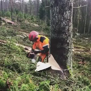 422K views · 6.2K reactions | Felling a tree | Forestry Equipment in Action | Facebook
