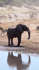1.4M views · 33K reactions | Tusks and trunks come in handy when nature’s bar is packed! From May up to October, thousands of zebras journey to the banks of the river. It's annual spectacle as the water become scarse, the supreme start to squabble for their share! Exhilarating experience 煉煉煉煉 #africansafari #elephantsafari #elephants #zebra | Wildfriends Africa | Facebook