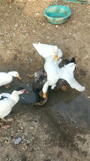 Funny Indian runner duck in my farm #birds #ducklife #cuteanimal #duckfarm #pekinduck #cuteduck