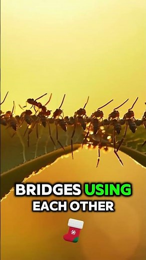 🛠️ These Ants Build Bridges with Their Bodies!