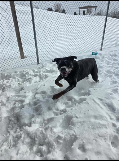 While most of us are tired of all of this snow, S’mores is having the time of his life! S’more’s takes a while before he is comfortable with you, so he does require lots of extra visits! Call us for more details! 724 465 7387 | Indiana County Humane Society